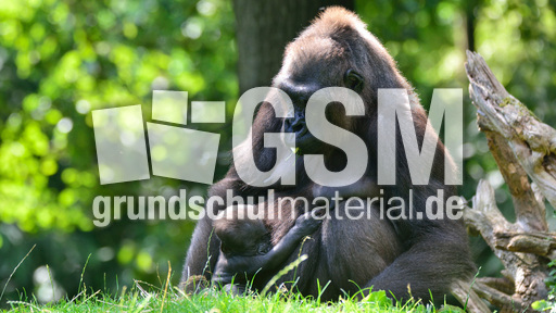 Gorillababy (17).jpg